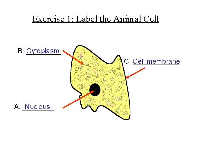 Exercise 1: Label the Animal Cell B. _____ Cytoplasm C. Cell ______ membrane A.