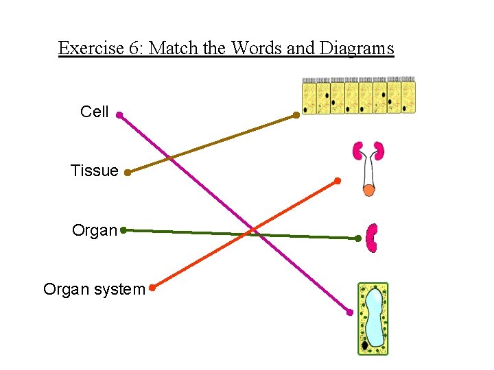 Exercise 6: Match the Words and Diagrams Cell Tissue Organ system 