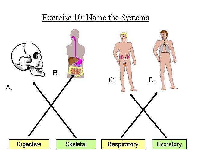 Exercise 10: Name the Systems B. C. A. Digestive Skeletal Respiratory D. Excretory 