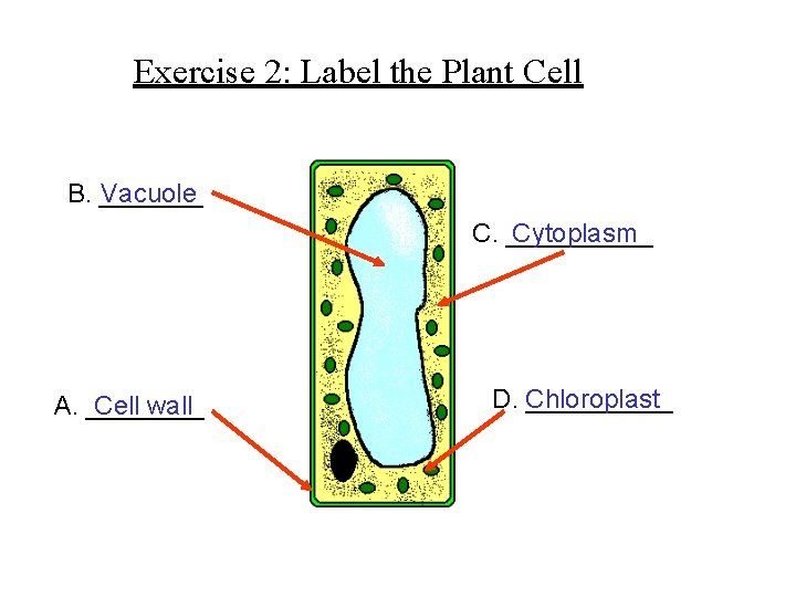 Exercise 2: Label the Plant Cell B. _______ Vacuole C. _____ Cytoplasm A. ____