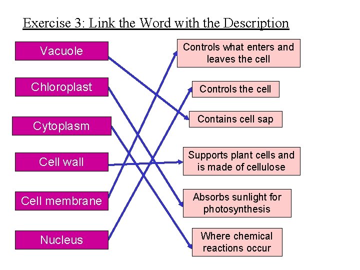 Exercise 3: Link the Word with the Description Vacuole Controls what enters and leaves