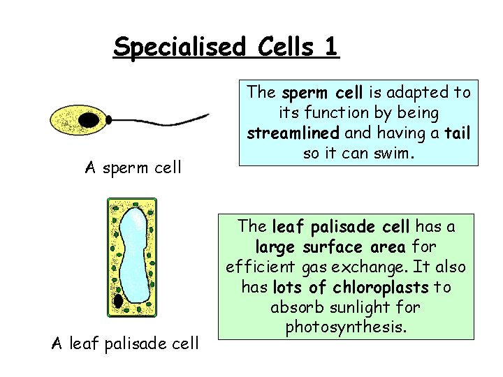 Specialised Cells 1 A sperm cell A leaf palisade cell The sperm cell is