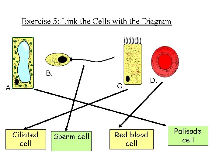 Exercise 5: Link the Cells with the Diagram B. C. A. Ciliated cell Sperm