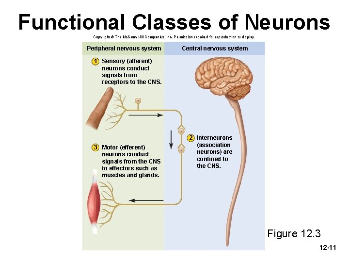 Functional Classes of Neurons Copyright © The Mc. Graw-Hill Companies, Inc. Permission required for