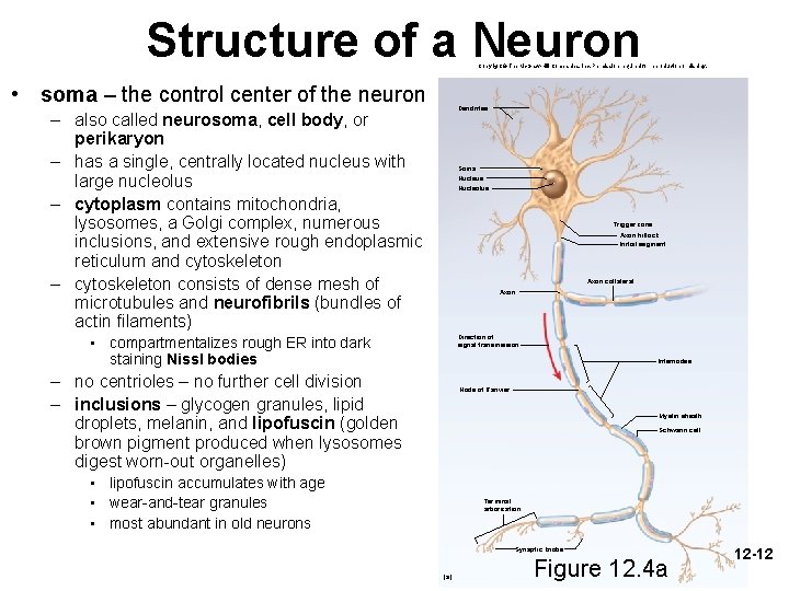 Structure of a Neuron Copyright © The Mc. Graw-Hill Companies, Inc. Permission required for