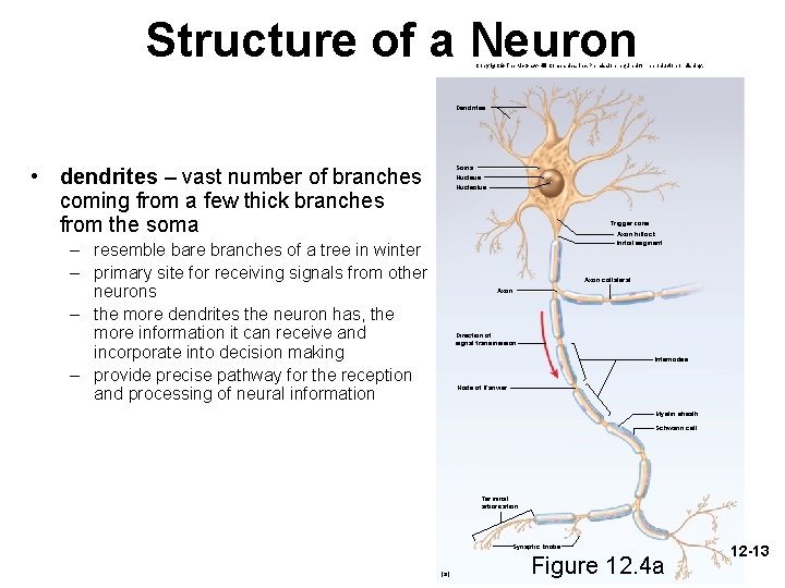 Structure of a Neuron Copyright © The Mc. Graw-Hill Companies, Inc. Permission required for