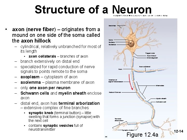 Structure of a Neuron Copyright © The Mc. Graw-Hill Companies, Inc. Permission required for