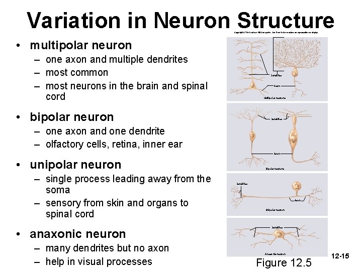 Variation in Neuron Structure Copyright © The Mc. Graw-Hill Companies, Inc. Permission required for