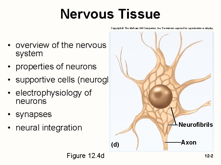 Nervous Tissue Copyright © The Mc. Graw-Hill Companies, Inc. Permission required for reproduction or