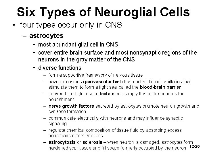 Six Types of Neuroglial Cells • four types occur only in CNS – astrocytes