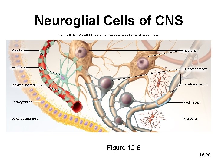 Neuroglial Cells of CNS Copyright © The Mc. Graw-Hill Companies, Inc. Permission required for