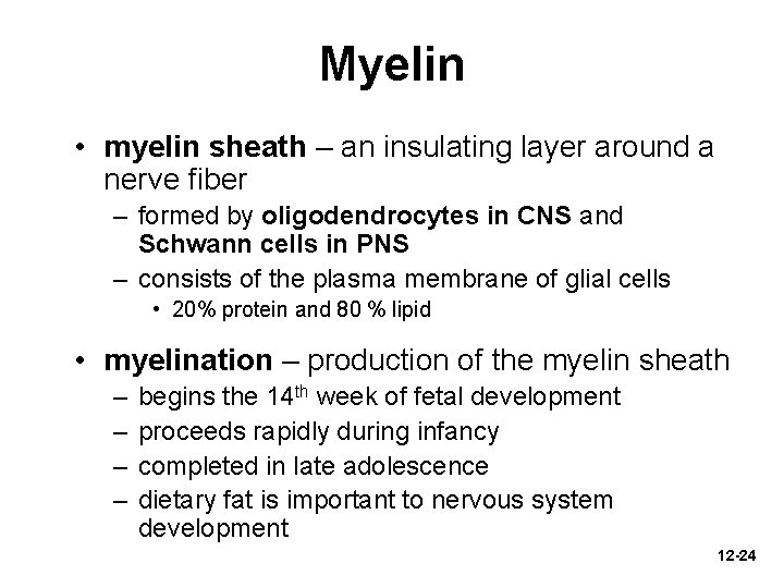 Myelin • myelin sheath – an insulating layer around a nerve fiber – formed