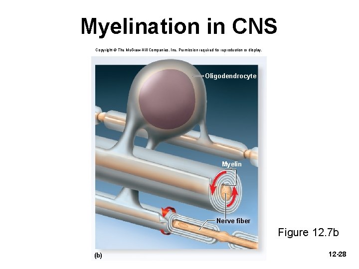 Myelination in CNS Copyright © The Mc. Graw-Hill Companies, Inc. Permission required for reproduction