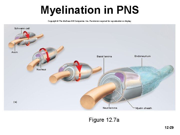 Myelination in PNS Copyright © The Mc. Graw-Hill Companies, Inc. Permission required for reproduction