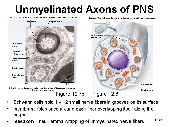 Unmyelinated Axons of PNS Copyright © The Mc. Graw-Hill Companies, Inc. Permission required for