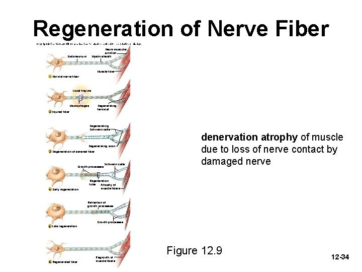 Regeneration of Nerve Fiber Copyright © The Mc. Graw-Hill Companies, Inc. Permission required for