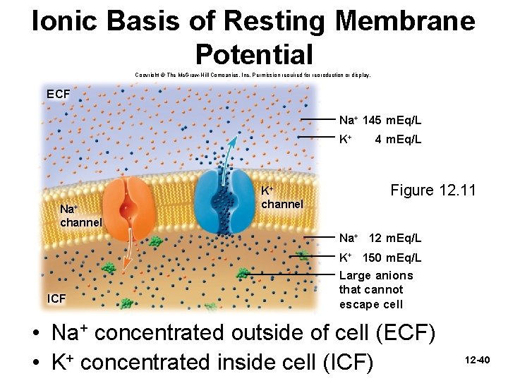 Ionic Basis of Resting Membrane Potential Copyright © The Mc. Graw-Hill Companies, Inc. Permission