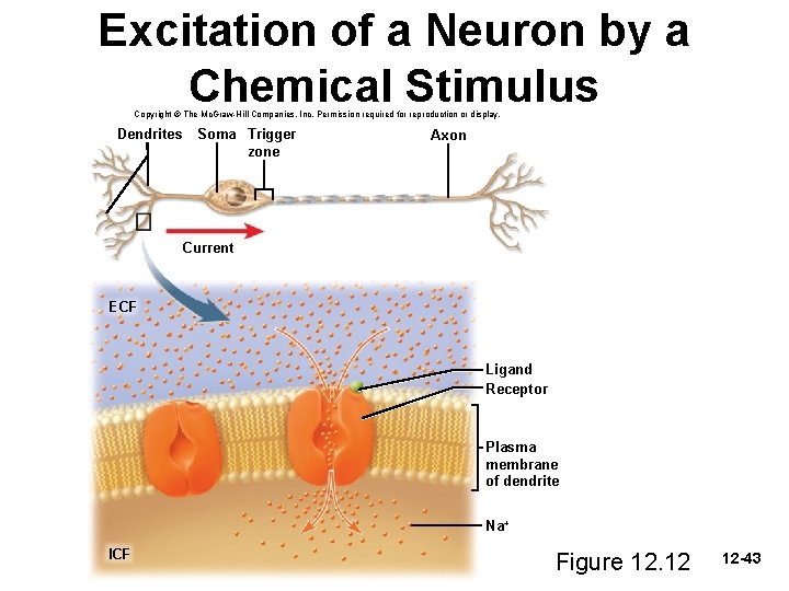 Excitation of a Neuron by a Chemical Stimulus Copyright © The Mc. Graw-Hill Companies,