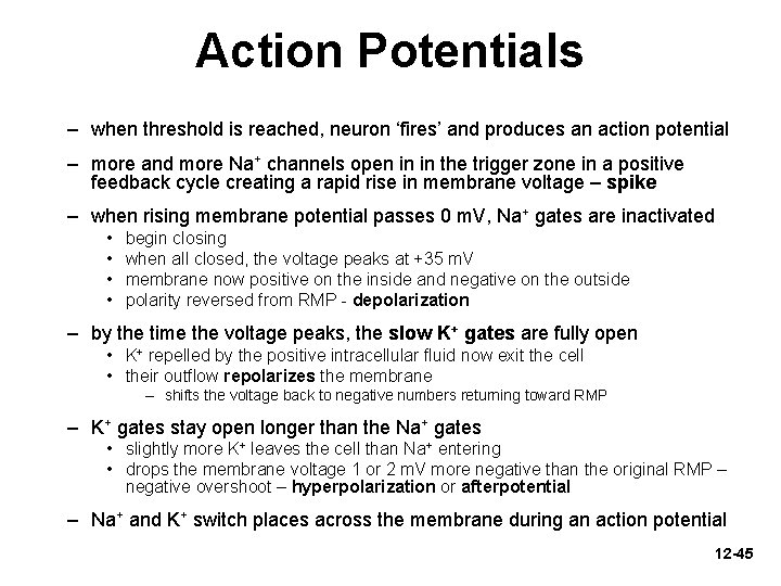 Action Potentials – when threshold is reached, neuron ‘fires’ and produces an action potential