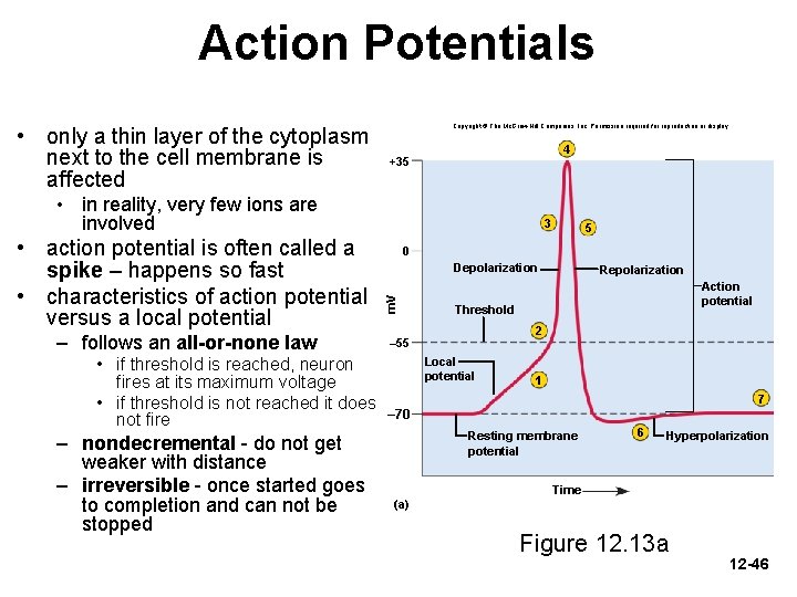 Action Potentials • only a thin layer of the cytoplasm next to the cell