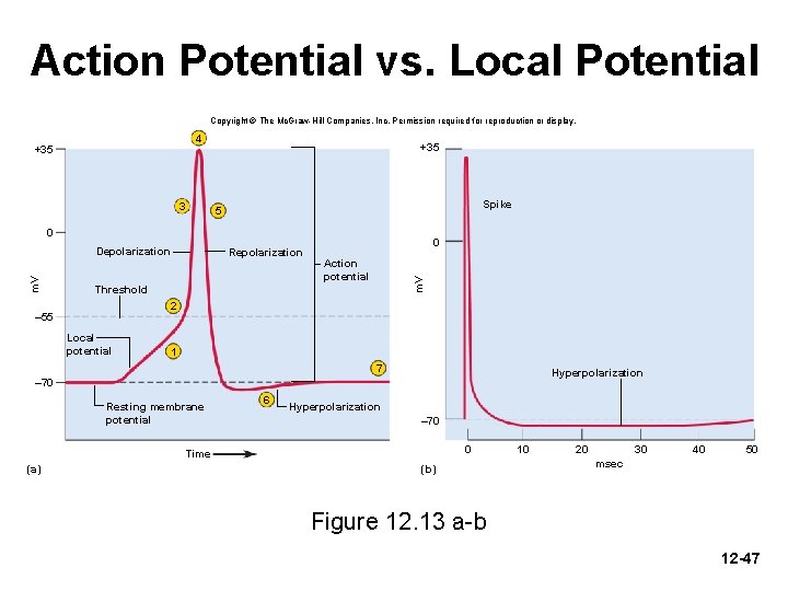 Action Potential vs. Local Potential Copyright © The Mc. Graw-Hill Companies, Inc. Permission required