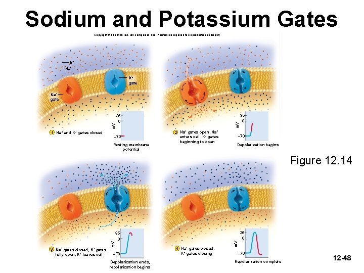 Sodium and Potassium Gates Copyright © The Mc. Graw-Hill Companies, Inc. Permission required for