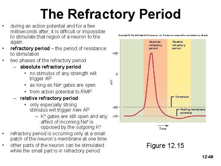 The Refractory Period • • during an action potential and for a few milliseconds