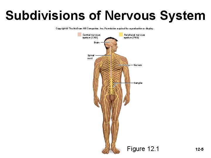 Subdivisions of Nervous System Copyright © The Mc. Graw-Hill Companies, Inc. Permission required for