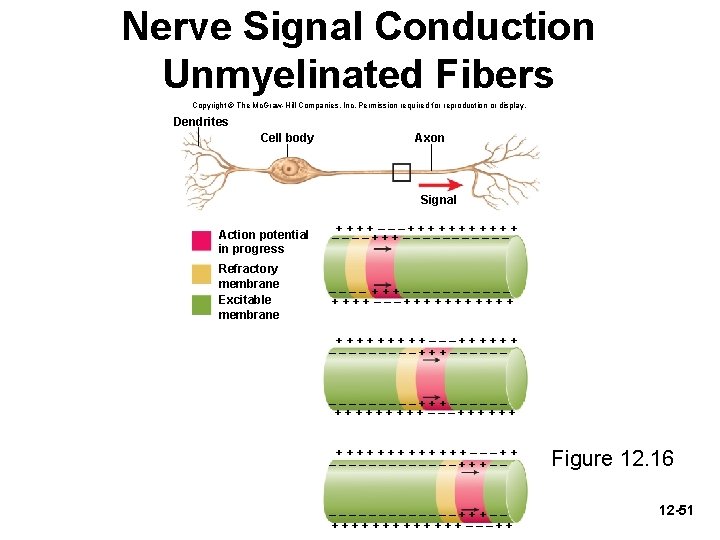 Nerve Signal Conduction Unmyelinated Fibers Copyright © The Mc. Graw-Hill Companies, Inc. Permission required