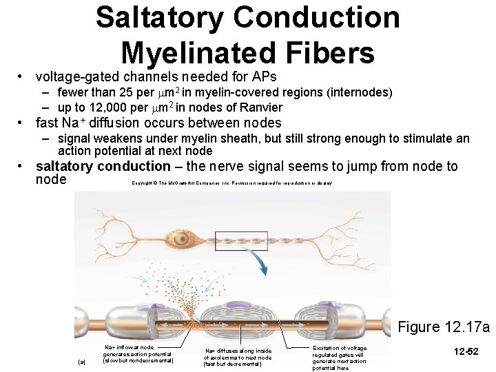 Saltatory Conduction Myelinated Fibers • voltage-gated channels needed for APs – fewer than 25