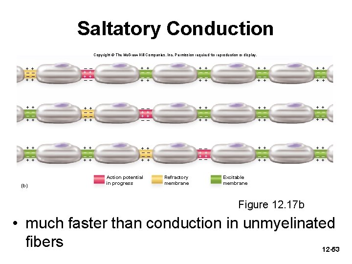 Saltatory Conduction Copyright © The Mc. Graw-Hill Companies, Inc. Permission required for reproduction or