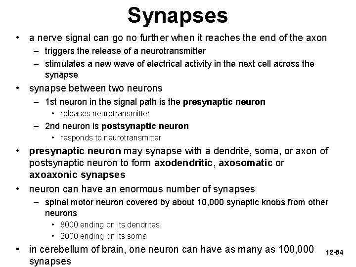 Synapses • a nerve signal can go no further when it reaches the end