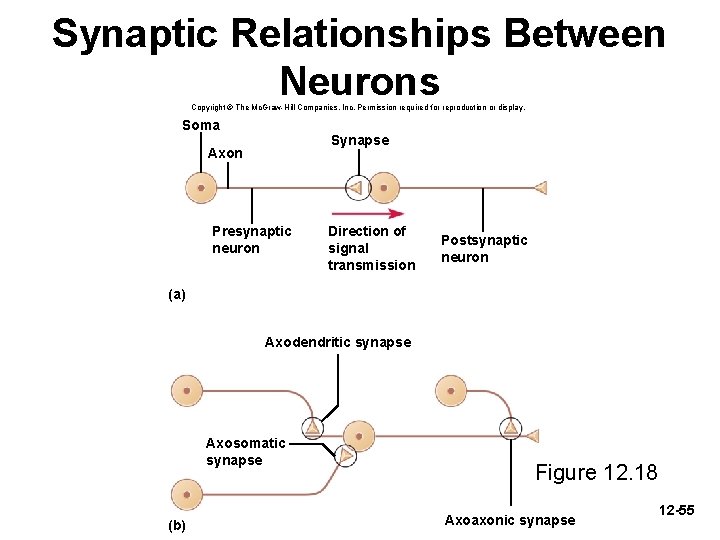 Synaptic Relationships Between Neurons Copyright © The Mc. Graw-Hill Companies, Inc. Permission required for