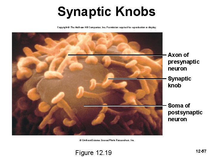 Synaptic Knobs Copyright © The Mc. Graw-Hill Companies, Inc. Permission required for reproduction or