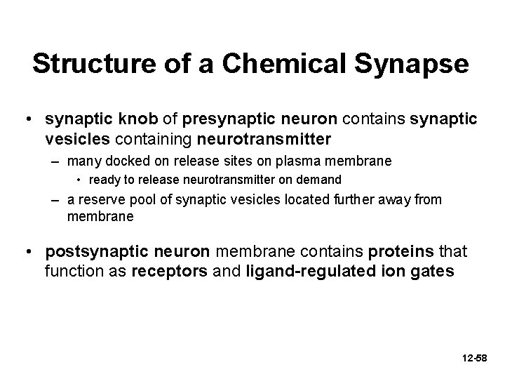 Structure of a Chemical Synapse • synaptic knob of presynaptic neuron contains synaptic vesicles