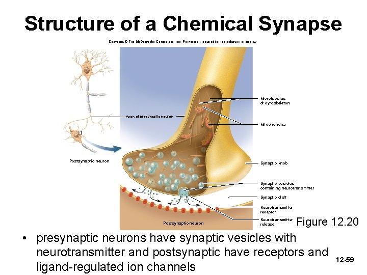 Structure of a Chemical Synapse Copyright © The Mc. Graw-Hill Companies, Inc. Permission required