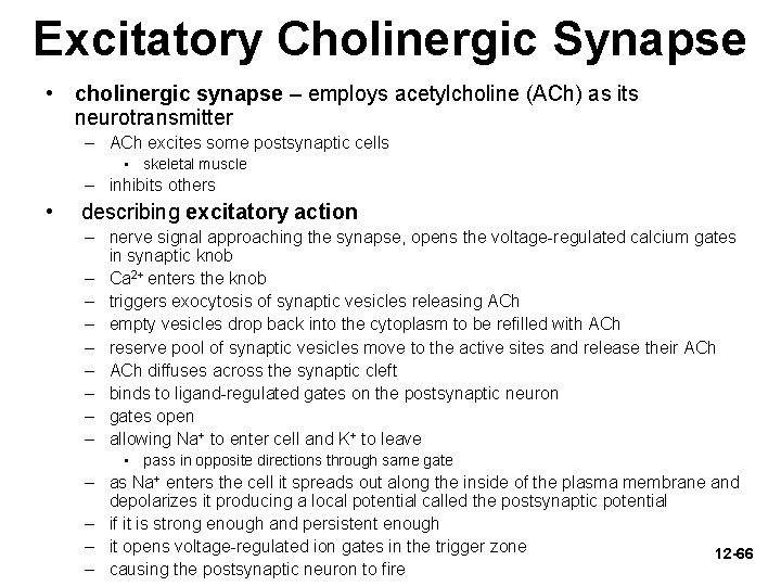 Excitatory Cholinergic Synapse • cholinergic synapse – employs acetylcholine (ACh) as its neurotransmitter –