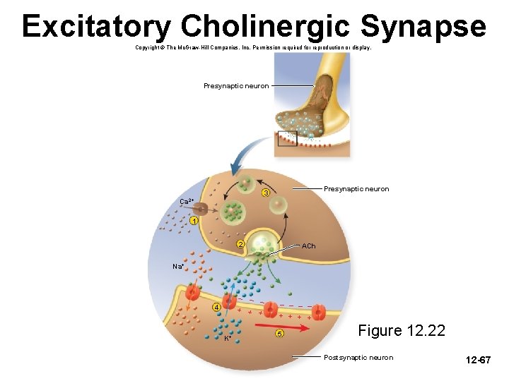 Excitatory Cholinergic Synapse Copyright © The Mc. Graw-Hill Companies, Inc. Permission required for reproduction