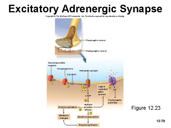 Excitatory Adrenergic Synapse Copyright © The Mc. Graw-Hill Companies, Inc. Permission required for reproduction