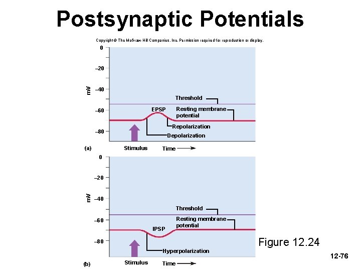 Postsynaptic Potentials Copyright © The Mc. Graw-Hill Companies, Inc. Permission required for reproduction or