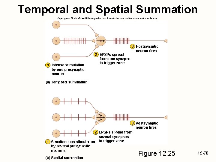 Temporal and Spatial Summation Copyright © The Mc. Graw-Hill Companies, Inc. Permission required for