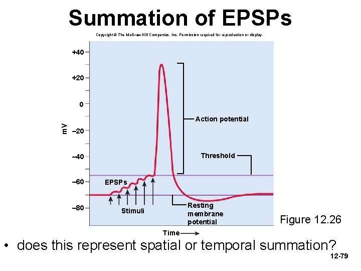 Summation of EPSPs Copyright © The Mc. Graw-Hill Companies, Inc. Permission required for reproduction