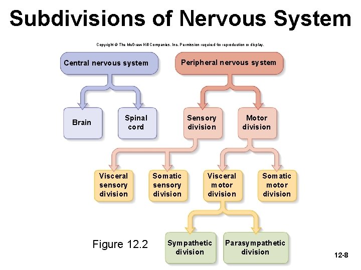 Subdivisions of Nervous System Copyright © The Mc. Graw-Hill Companies, Inc. Permission required for