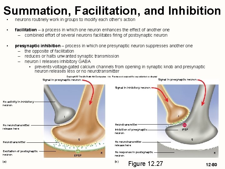Summation, Facilitation, and Inhibition • neurons routinely work in groups to modify each other’s