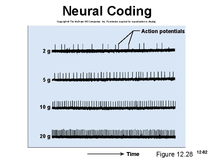 Neural Coding Copyright © The Mc. Graw-Hill Companies, Inc. Permission required for reproduction or