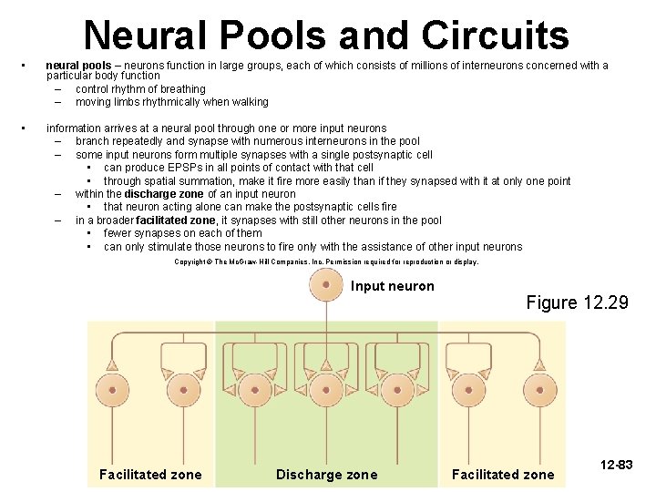 Neural Pools and Circuits • neural pools – neurons function in large groups, each