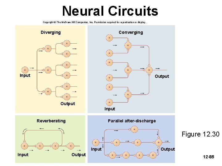 Neural Circuits Copyright © The Mc. Graw-Hill Companies, Inc. Permission required for reproduction or