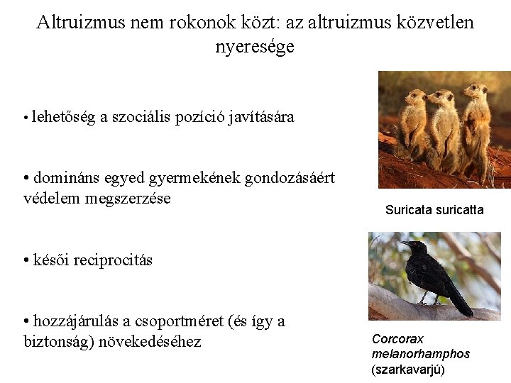 Altruizmus nem rokonok közt: az altruizmus közvetlen nyeresége • lehetőség a szociális pozíció javítására