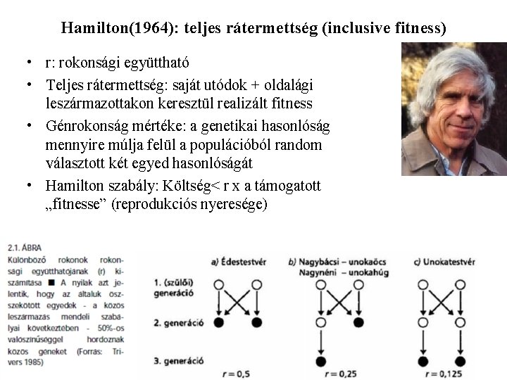 Hamilton(1964): teljes rátermettség (inclusive fitness) • r: rokonsági együttható • Teljes rátermettség: saját utódok