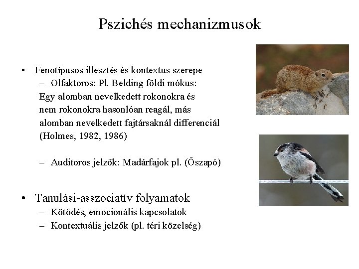 Pszichés mechanizmusok • Fenotípusos illesztés és kontextus szerepe – Olfaktoros: Pl. Belding földi mókus: